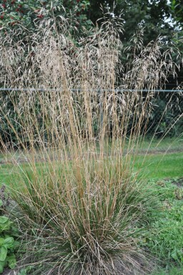 Tufted hair grass Deschampsia cespitosa 'Goldschleier' 5-10 pot P9 Deschampsia cespitosa 'Goldschleier'