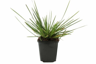 Tufted hair grass Deschampsia cespitosa 'Goldschleier' 5-10 pot P9 Deschampsia cespitosa 'Goldschleier'