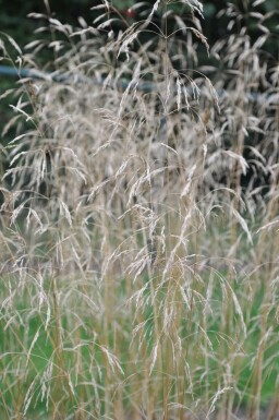 Tufted hair grass Deschampsia cespitosa 'Goldschleier' 5-10 pot P9