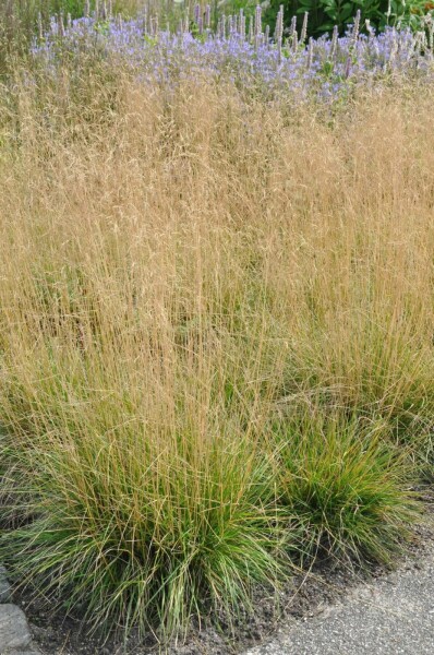 Tufted hair grass Deschampsia cespitosa 'Goldtau' 5-10 pot P9 Deschampsia cespitosa 'Goldtau'