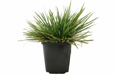 Tufted hair grass Deschampsia cespitosa 'Goldtau' 5-10 pot P9 Deschampsia cespitosa 'Goldtau'