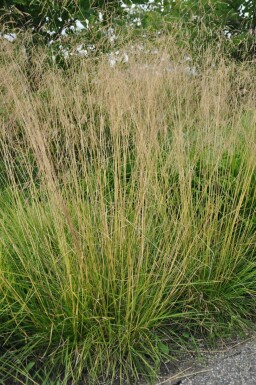 Tufted hair grass Deschampsia cespitosa 'Goldtau' 5-10 pot P9 Deschampsia cespitosa 'Goldtau'