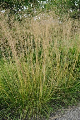 Tufted hair grass Deschampsia cespitosa 'Goldtau' 5-10 pot P9