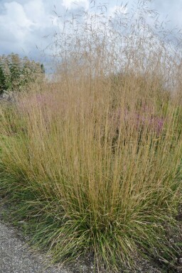 Tufted hair grass Deschampsia cespitosa 'Goldtau' 5-10 pot P9 Deschampsia cespitosa 'Goldtau'
