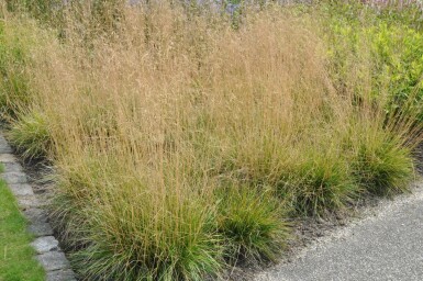 Tufted hair grass Deschampsia cespitosa 'Goldtau' 5-10 pot P9 Deschampsia cespitosa 'Goldtau'