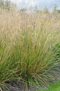 Tufted hair grass Deschampsia cespitosa 'Goldtau' 5-10 pot P9 Deschampsia cespitosa 'Goldtau'