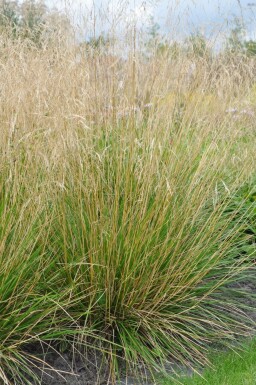 Tufted hair grass Deschampsia cespitosa 'Goldtau' 5-10 pot P9
