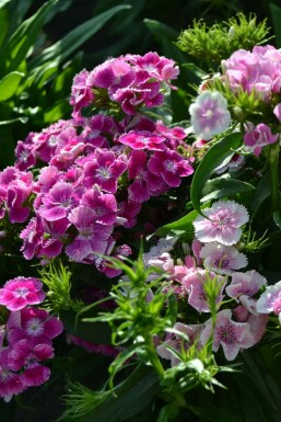 Sweet william Dianthus barbatus 'Indianer Teppich' 5-10 pot P9 Dianthus barbatus 'Indianer Teppich'