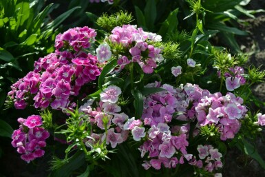 Sweet william Dianthus barbatus 'Indianer Teppich' 5-10 pot P9 Dianthus barbatus 'Indianer Teppich'