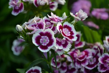 Sweet william Dianthus barbatus 'Indianer Teppich' 5-10 pot P9 Dianthus barbatus 'Indianer Teppich'