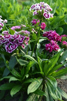 Sweet william Dianthus barbatus 'Indianer Teppich' 5-10 pot P9 Dianthus barbatus 'Indianer Teppich'