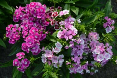 Sweet william Dianthus barbatus 'Indianer Teppich' 5-10 pot P9 Dianthus barbatus 'Indianer Teppich'