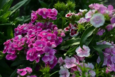 Sweet william Dianthus barbatus 'Indianer Teppich' 5-10 pot P9 Dianthus barbatus 'Indianer Teppich'