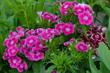 Sweet william Dianthus barbatus 'Indianer Teppich' 5-10 pot P9 Dianthus barbatus 'Indianer Teppich'