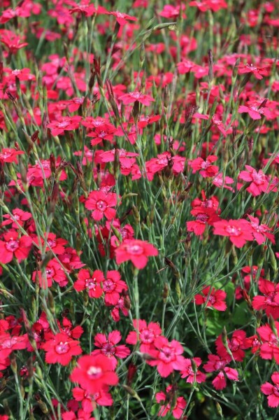 Maiden pink Dianthus deltoides 'Brilliant' 5-10 pot P9 Dianthus deltoides 'Brilliant'