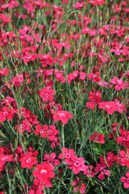 Maiden pink Dianthus deltoides 'Brilliant' 5-10 pot P9 Dianthus deltoides 'Brilliant'