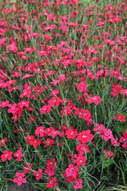 Maiden pink Dianthus deltoides 'Brilliant' 5-10 pot P9 Dianthus deltoides 'Brilliant'