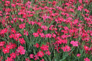Maiden pink Dianthus deltoides 'Brilliant' 5-10 pot P9 Dianthus deltoides 'Brilliant'