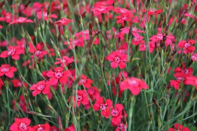 Maiden pink Dianthus deltoides 'Brilliant' 5-10 pot P9 Dianthus deltoides 'Brilliant'