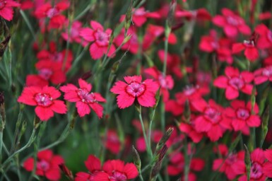 Maiden pink Dianthus deltoides 'Brilliant' 5-10 pot P9 Dianthus deltoides 'Brilliant'