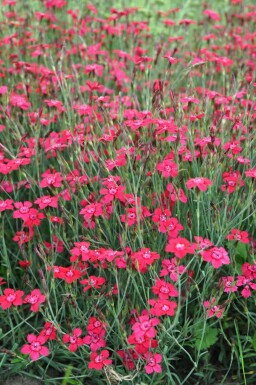 Maiden pink Dianthus deltoides 'Brilliant' 5-10 pot P9 Dianthus deltoides 'Brilliant'