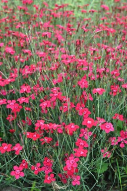 Maiden pink Dianthus deltoides 'Brilliant' 5-10 pot P9