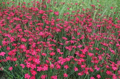 Maiden pink Dianthus deltoides 'Brilliant' 5-10 pot P9