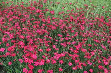Maiden pink Dianthus deltoides 'Brilliant' 5-10 pot P9 Dianthus deltoides 'Brilliant'