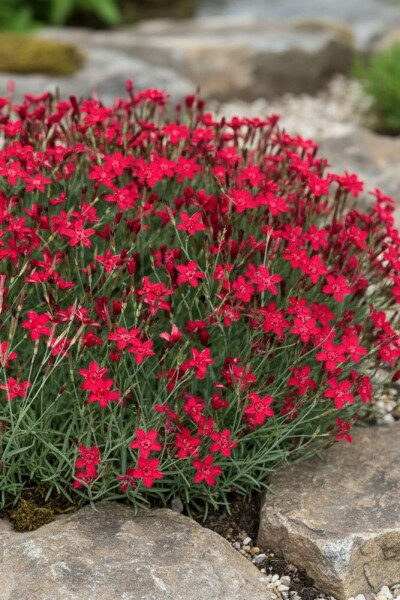 Maiden pink Dianthus deltoides 'Flashing Light' 5-10 pot P9 Dianthus deltoides 'Flashing Light'