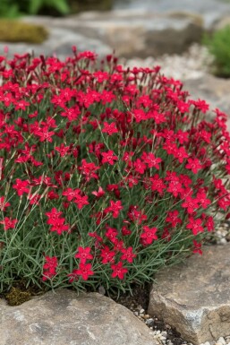 Maiden pink Dianthus deltoides 'Flashing Light' 5-10 pot P9 Dianthus deltoides 'Flashing Light'