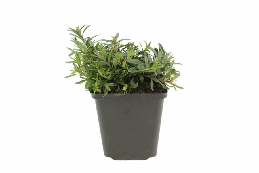 Maiden pink Dianthus deltoides 'Flashing Light' 5-10 pot P9 Dianthus deltoides 'Flashing Light'