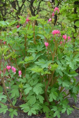 Bleeding heart Dicentra spectabilis 5-10 pot P9 Dicentra spectabilis