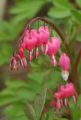 Bleeding heart Dicentra spectabilis 5-10 pot P9 Dicentra spectabilis