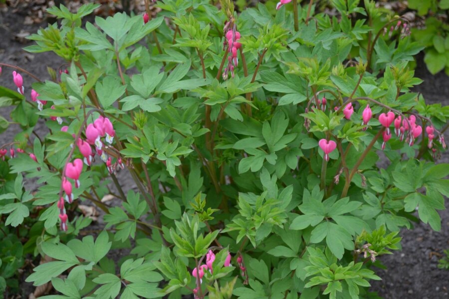 Bleeding heart Dicentra spectabilis 5-10 pot P9 Dicentra spectabilis