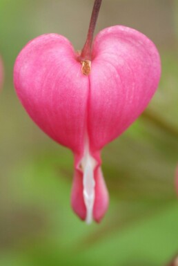 Bleeding heart Dicentra spectabilis 5-10 pot P9 Dicentra spectabilis