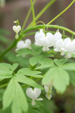 Bleeding heart Dicentra spectabilis 'Alba' 5-10 pot P9