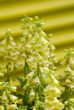 Large yellow foxglove Digitalis grandiflora 5-10 pot P9