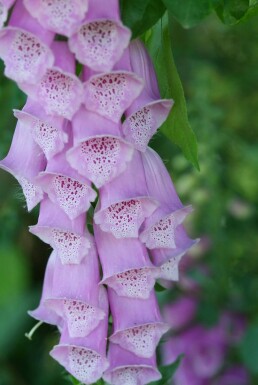 Common foxglove Digitalis purpurea 10-15 pot C2 Digitalis purpurea