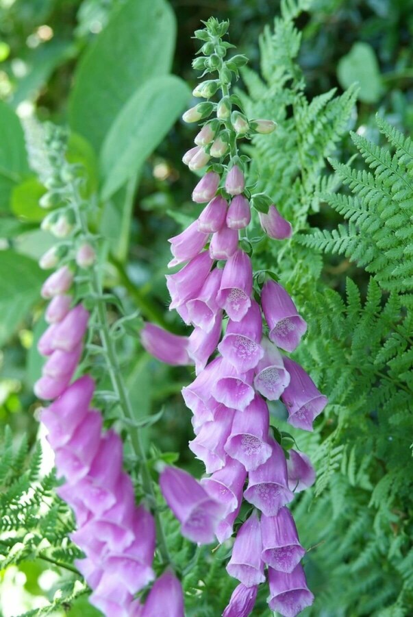 Common foxglove Digitalis purpurea 10-15 pot C2 Digitalis purpurea