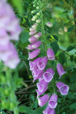 Common foxglove Digitalis purpurea 5-10 pot P9