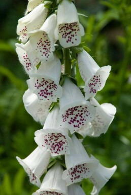 White-flowered foxglove Digitalis purpurea 'Alba' 5-10 pot P9 Digitalis purpurea 'Alba'