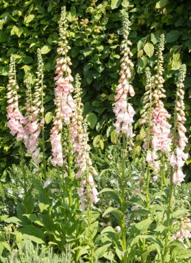 Foxglove Digitalis purpurea 'Apricot' 5-10 pot P9 Digitalis purpurea 'Apricot'