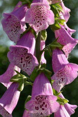 Foxglove Gloxinioides Group Digitalis purpurea 'Gloxiniiflora' 5-10 pot P9 Digitalis purpurea 'Gloxiniiflora'