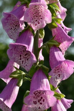 Foxglove Gloxinioides Group Digitalis purpurea 'Gloxiniiflora' 5-10 pot P9