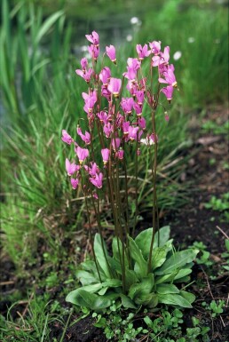 Gentlemen and ladies Dodecatheon meadia 5-10 pot P9