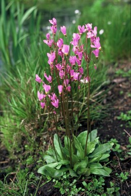 Gentlemen and ladies Dodecatheon meadia 5-10 pot P9 Dodecatheon meadia
