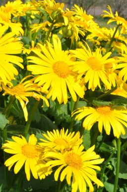 Caucasian leopard's bane Doronicum orientale 5-10 pot P9 Doronicum orientale