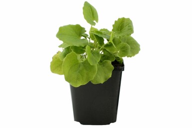 Caucasian leopard's bane Doronicum orientale 5-10 pot P9 Doronicum orientale