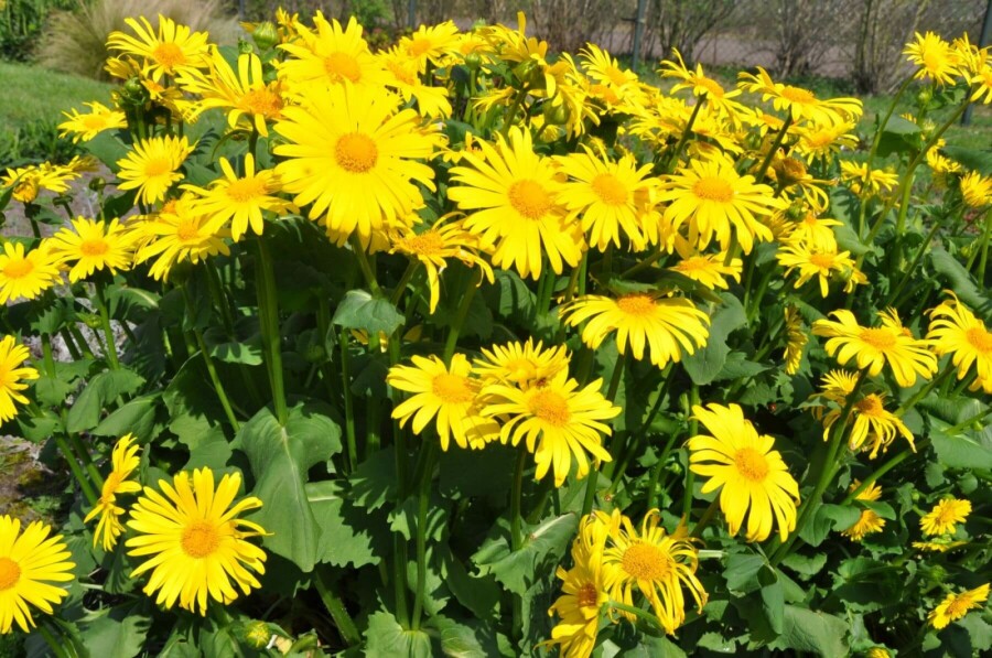 Caucasian leopard's bane Doronicum orientale 5-10 pot P9 Doronicum orientale