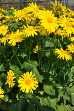Caucasian leopard's bane Doronicum orientale 5-10 pot P9 Doronicum orientale
